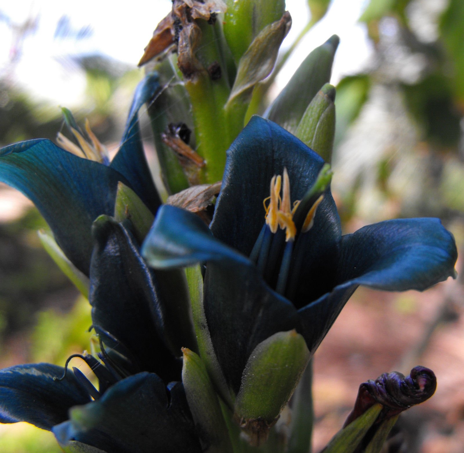 Amazon.co.jp: 【種子】Puya Alpestris◇プヤ・アルペストリス◎美しい
